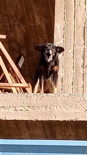 Dogs Won’t Stop Barking at Strangers! #Barki