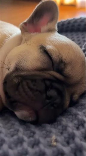 Close up shot of a French Bulldog puppy sleeping deeply #cat #shorts #shortvideo #short