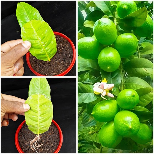 Good skills! Growing a graft kaffir lime tree from kaffir lime leaves | Dian Creative