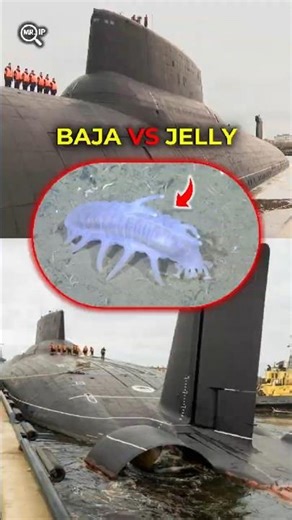 Why Are Submarines Steel, But Deep Sea Creatures Are Soft?
