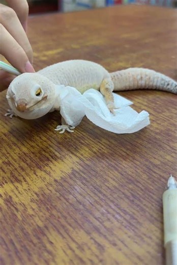 Helping Pet Gecko Shed Skin With Straw