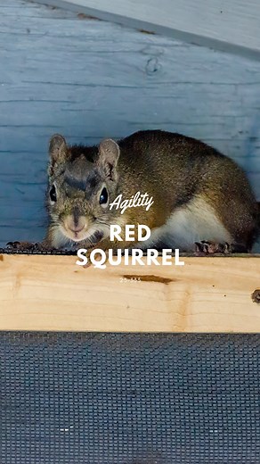 1.2K views · 41 reactions | Volume on for squirrel vocals! This is...