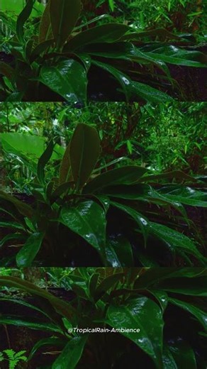 Jungle Forest Ambience