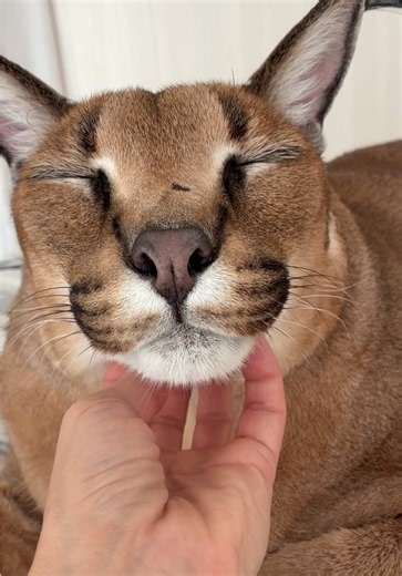 Number one question we get: Why Gosha is so chill and calm? Maybe it’s Elena’s good parenting, or the fact that he’s been around us since he was a kitten. Or maybe Gosha is just a genuine sweetheart. #catsoftiktok #cutepets #caracal #шлепа