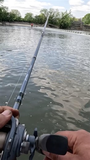 Bowfin fishing with live bait garlic worms #bowfinfishing #riverfishing #fishing