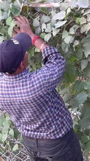 “Fresh Sem Phali Harvest 🫘🌿 | Broad Beans from My Garden”