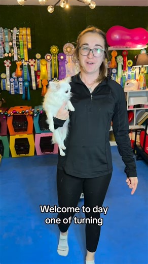 Baelyn | That girl with a lot of dogs on Instagram: "Day 1 of turning Peach into a Rally Novice dog! I love trying and training for different sports with my chihuahuas. They can do so many things if you let them try🥹 #chihuahuas #rallynovice #rallydog"