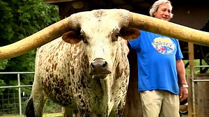 5.6K views · 79 reactions | LOOK AT THOSE HORNS: A Texas longhorn in Alabama has set a Guinness World Record for the longest horns - measuring more than 10-feet long. https://bit.ly/2HOBdxV | WMTV 15 News | Facebook