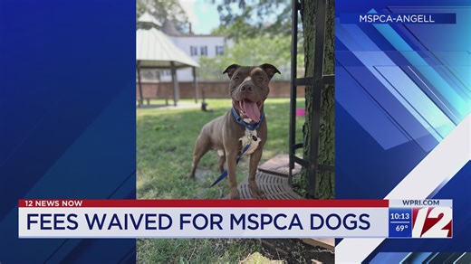 MSPCA seeks adopters after significant spike in surrenders