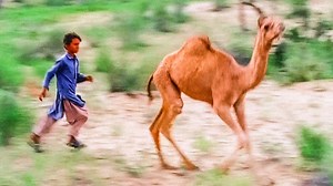 #camelofthar #camelbycamel #cameldance #camelracing #cameloftharofficial #camelbabyjump | CAMEL of Thar