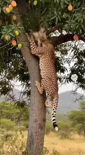 Unbelievable! Cheetah Attacks Baby Monkey but Mango Fruits Strike Back 😱 | Wild Footage