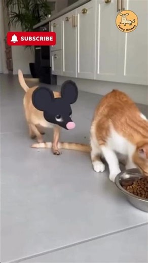 #cats vs #pets Mask 😂