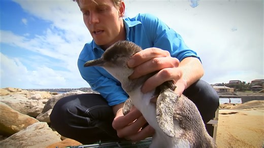 This baby penguin has a deadly parasite - can it be saved?
