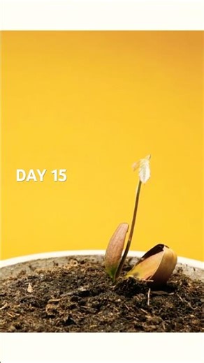 From Tiny Acorn to Mighty Oak: 4K Growth Time-lapse