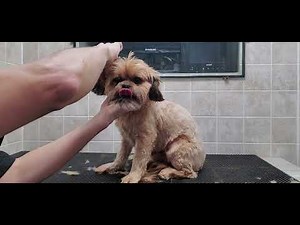 Shorkie (Shih-Tzu/Yorkshire Terrier) dog breed full groom, no restraints, #5 blade