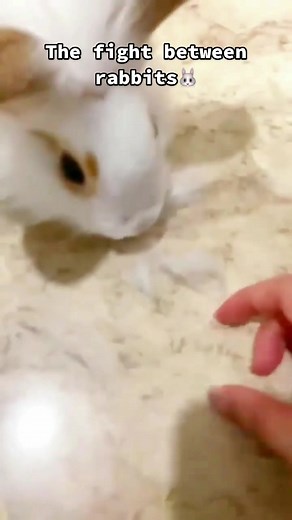 The fight between rabbits🐰 #bunnies #pet #love #rabbitstagram #pets #bunnylover