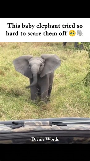 He really thought he was terrifying... 🥹🐘 #elephant #safari #safarilife #wildlifemoments