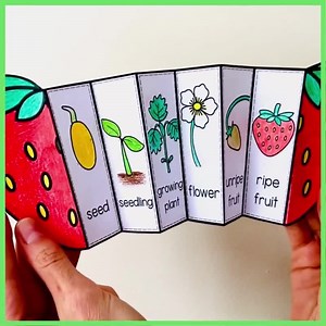 Life Cycle of a Strawberry Plant Printable Learning Activity | A4 and 11x8.5 Inch PDF | Science Foldable Worksheet - Etsy