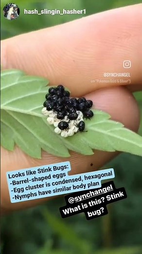 How to Identify Stink Bug Eggs and Nymphs!