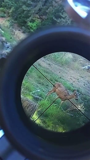 Deer hunting so beautiful Hunt #huntingshort #deerseason #hunting