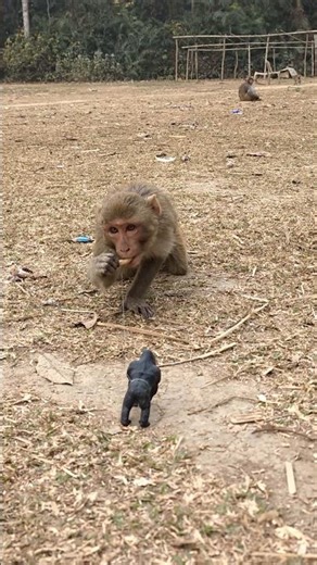 When the monkey sees a toy, it gets scared. #monkey #thebosswildlife