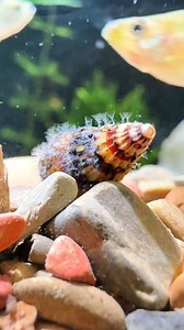 21K views · 162 reactions | 視視視 Moss Animals: Freshwater Bryozoans...