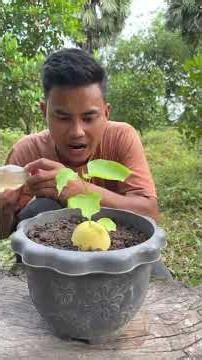 The Easiest Way to Grow Pear Trees from Fruit 🍐 | Fast Grafting Method for Maximum Yield