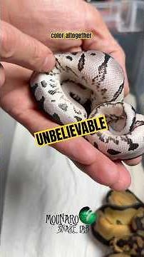 3 variants of Clown ball python! #molinarosnakelab #ballpythons #clownballpython #axanthic #shorts