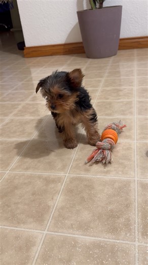 Yorkshire Terrier - Yorkie puppy for sale