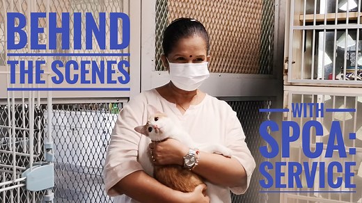 BEHIND THE SCENES WITH SPCA Animal Service—Frontline Ever wondered who are behind the team at #SPCASingapore? Perhaps you’ve always been curious about what a certain role entails? Or maybe you’d just like to meet the faces of SPCA! From November till mid-December, join us every weekend as we share more of what goes on behind the scenes at our not-for-profit organisation! (ﾉ´ヮ`)ﾉ*: ･ﾟ Shanti joined the SPCA 16 years ago. Being a frontliner meant that she is the first person everyone interacts wit
