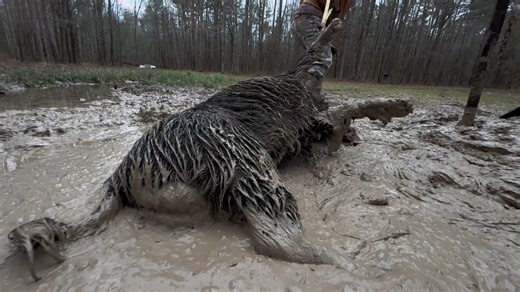 2.6K views · 31 reactions | What started as a normal day in the wild turns into pure chaos — the hog’s too heavy to load, the beaver hunt falls apart, and smoke fills the house! A wild chain of events you won’t believe until you see it. #WildHunting #OutdoorFails #UnbelievableDay | Ellen Roman | Facebook