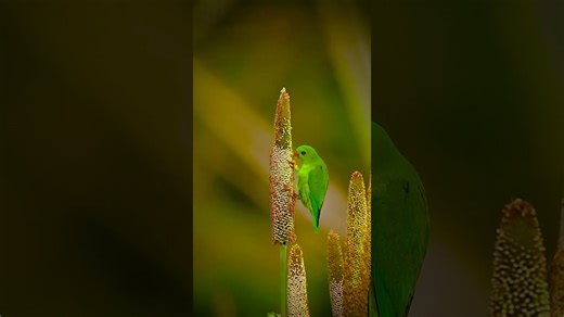Spot the vibrant and rare vernal hanging parrot