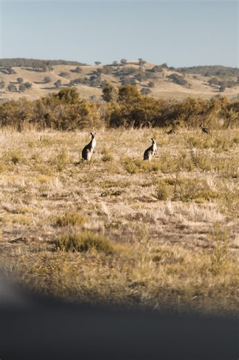 4.3K views · 28 reactions | The contrast of lush rolling hills against harsher desert-like terrain makes the Victorian high country a neat snapshot of Australia’s diverse landscapes. With epic drives on and off the road, we think it’s best explored in the LandCruiser 300 Series  | Toyota 4x4 Australia | Facebook
