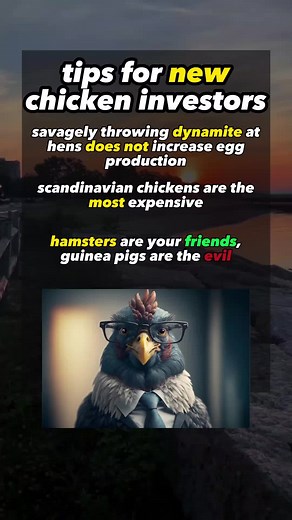 Love hamsters 🐓🐹 #hamsters #chicken #fyp #roostermale #sigmachicken #sigmachickenbreeder #chickenbreeder #sigmagrindset #roostergrindset #sigmahamsterbreeder
