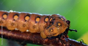 Caterpillar Bedstraw Hawk Moth crawls on a branch during the rain. Caterpillar (Hyles gallii) the bedstraw hawk-moth or galium sphinx, is a moth of the family Sphingidae.