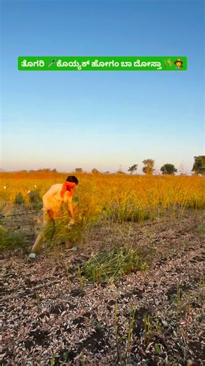 bond_balu on Instagram: "#karnataka #agreeculture #kodla #kalburagi #instaday #former #india #lifestyle #suportmeguys🙏❤️💛🤩plz #sedam #trendingreelsvideo #vairelpost🌍❤️"