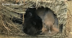 【ドイツ語】Rの発音〜Frohes neues Jahr!