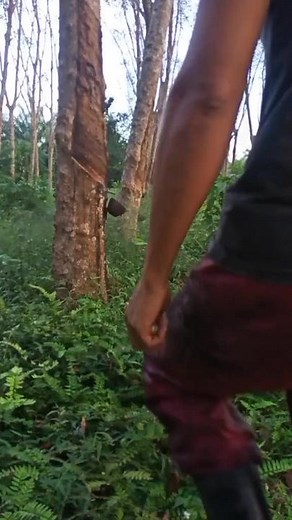 How to Tap Rubber Trees: A Step-by-Step Guide