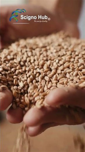 3-in-1 Mycotoxin Immunoaffinity Column for Grain Testing | Feed Safety | ScignoHub#foodsafetytesting