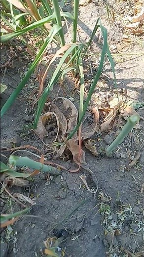 Amazing Insect Close-Up Video | Nature’s Tiny Creatures