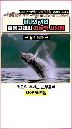혹등고래의 지능적 사냥 방법 #다큐 #혹등고래 #사냥