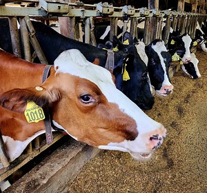 Bird flu is impacting dairy cows; here’s what to know about your milk