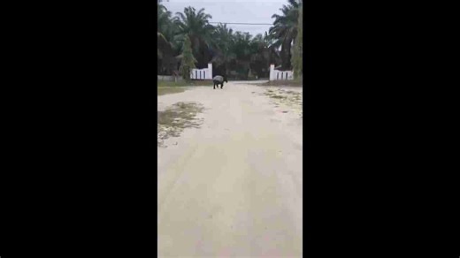 Malayan tapir seen charging through residential street