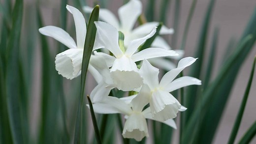 10 Types Of White Daffodils