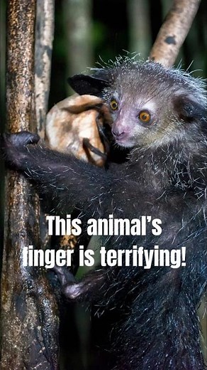 “The Strangest Monkey in the World: Aye-Aye from Madagascar”🐒🦧🤯