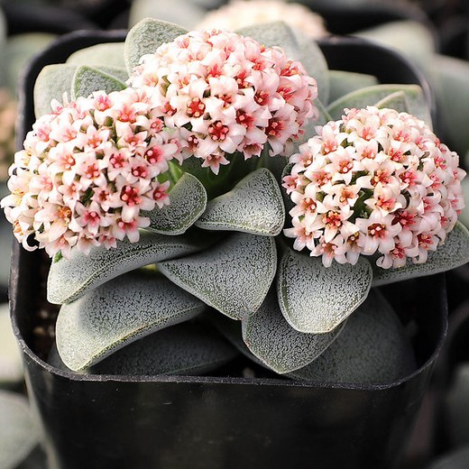 Crassula 'Silver Springtime'