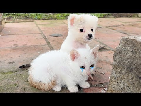 Pomeranian dog anxiously searched and rescued lost kitten in the park