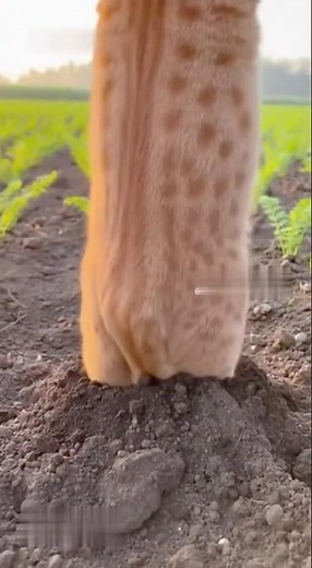 The Orange Harvest: A Feline Surprise in the Field 🐈🥕Autumn's Purrfect Gift: A Ginger Cat