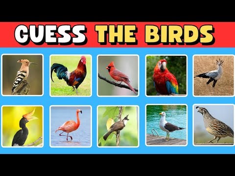 Guess the Bird – Can You Identify These Birds Correctly? 🐦