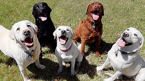 Labrador Puppy Reunites With Family!! | Life With Labradors